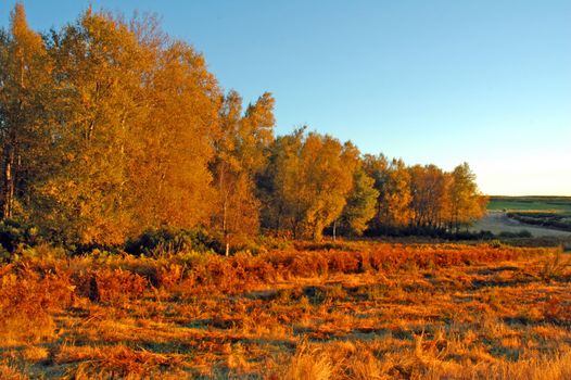 Autumn Trees