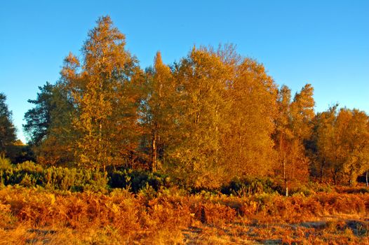 Row of trees lined along the road in Napa Valley in Autumn