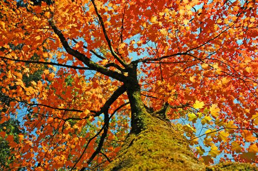 autumn leaves with fall colors in treetop