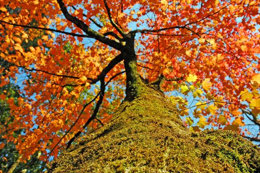 Canopies of tall colorful autumn trees in sunny fall forest