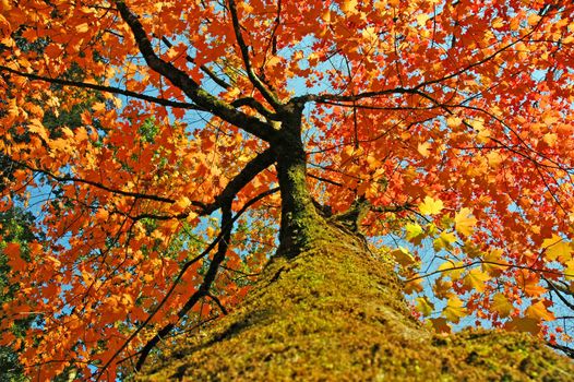 Canopies of tall autumn trees in sunny fall forest