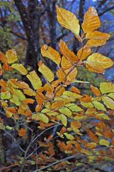 close-up of bright vivid fall leaves