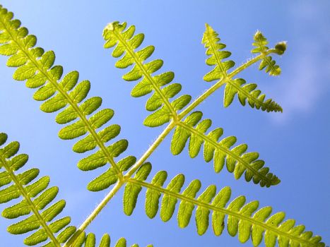 Green Fern with a blue sky on the back