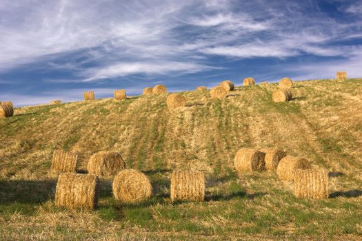 Hay bales standing ready to be collected