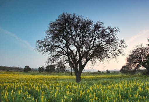 A big tree in a land full of flowers