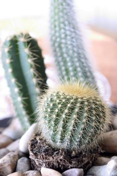 Closeup of cacti with stones around them