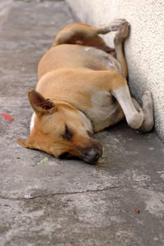 A homeless dog sleeping by the road side