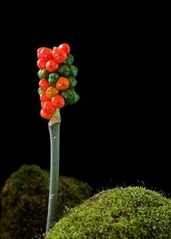 Berries of Arum maculatum, also known as Cuckoo-Pint or Lords-and-Ladies. A poisonous European Plant.