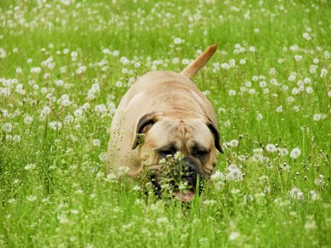 A strong bullmastiff walking in the grass.