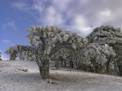 Frozen tree in mountains under blue sky with white clouds