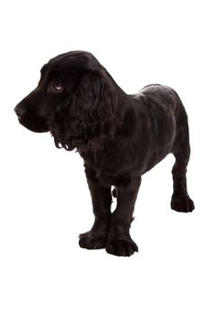 english Cocker Spaniel