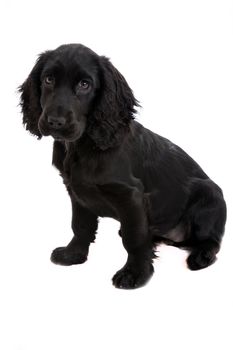 english Cocker Spaniel