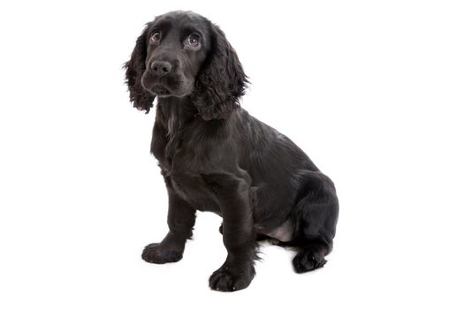 english Cocker Spaniel