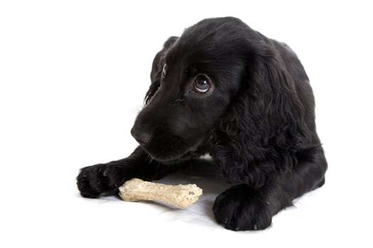 english Cocker Spaniel