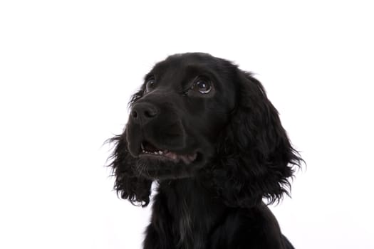 english Cocker Spaniel