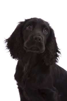 english Cocker Spaniel on a white background

