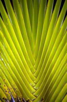 palm, a tropical tree