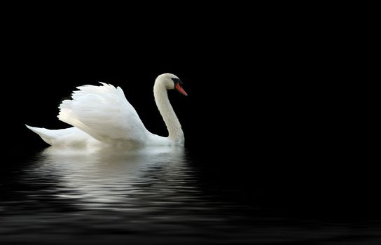 swan on a black background