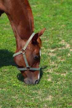 The horse grazed on a rural meadow.
