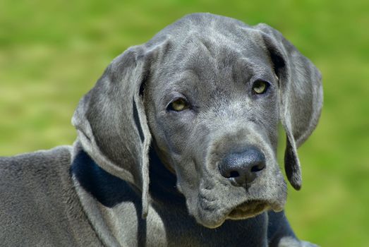  Beautiful puppy of great dane