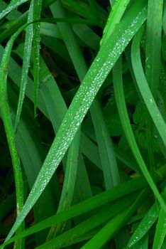 The green grass covered by morning dew