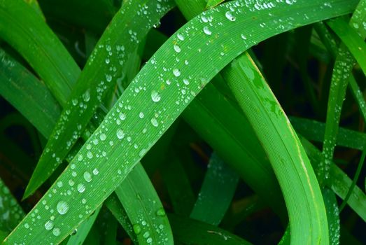 The green grass covered by morning dew