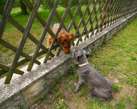 Meeting of two friends to the puppy and adult dog