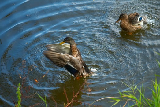 Bathing wild ducks. Morning on wood lake.