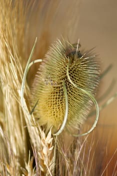 Prickle of a dry thistle. A close up