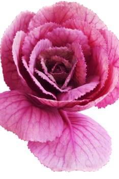 Flower of a decorative purple plant. A close up