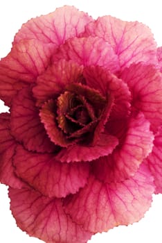 Flower of a decorative purple plant. A close up