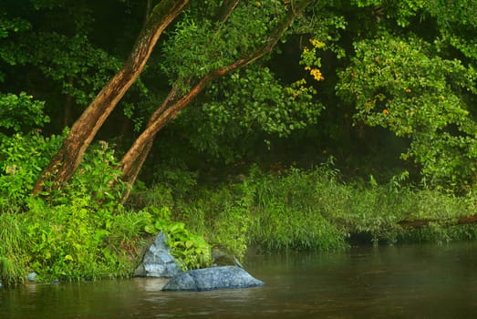 The small forest river in the early morning