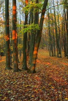 The forest path with fallen autumn leaves