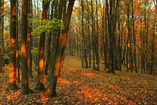 The forest path with fallen autumn leaves