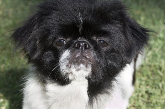 a close up picture of a pekingese puppy