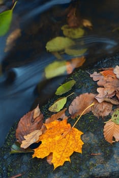 Mountain wood stream in an autumn forest