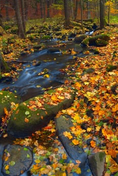 Mountain wood stream in an autumn forest