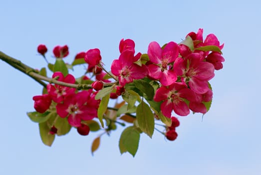 Blossoming branch of an apple-tree. A close up.