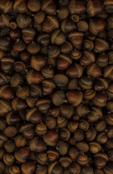 Large acorns. For use as a background