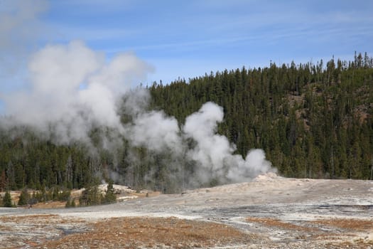 Steaming Old Faithful Geyser and forest at Wyoming park