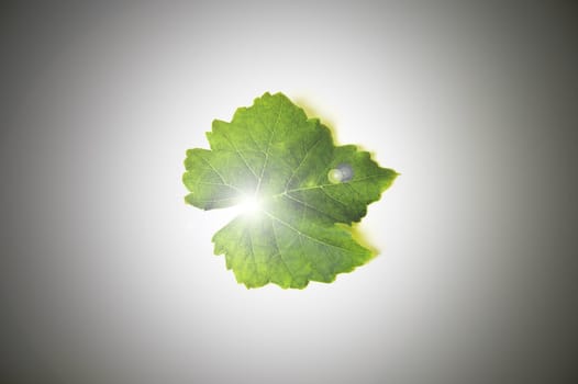 Lighting flash on green leaf.