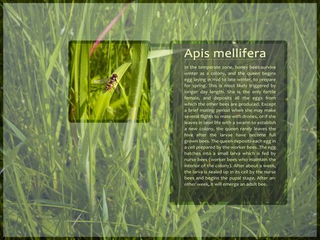 Information Screen Modern Layout Showing Bee Apis Melifera
