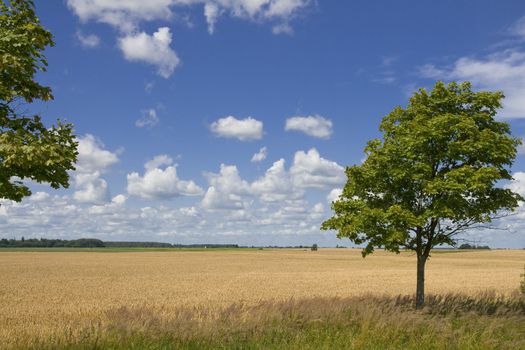 Lonely tree on background golden wheat field and blue cloudy sky