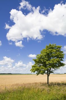 Lonely tree on background golden wheat field and blue cloudy sky