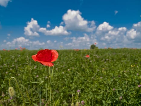 Rural landscape with one poppy flower on a green field