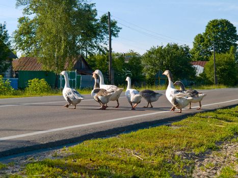 Several clever gooses with leader walk on car road