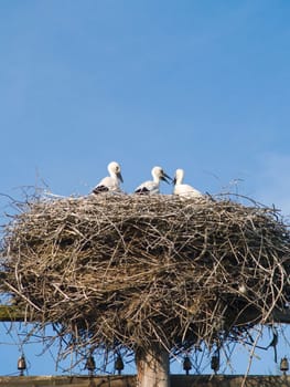 Three storks in a nest