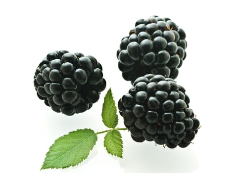 three ripe fresh blackberries over white with light shadow