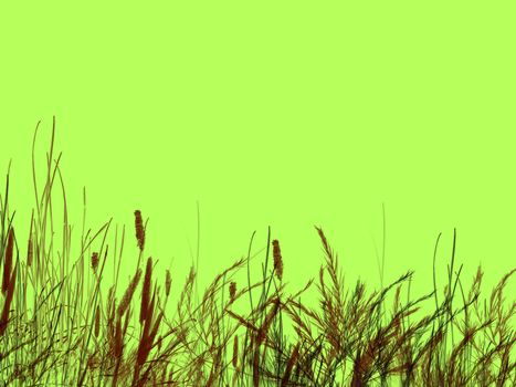 Grass and Reeds on Green Background Illustration Design