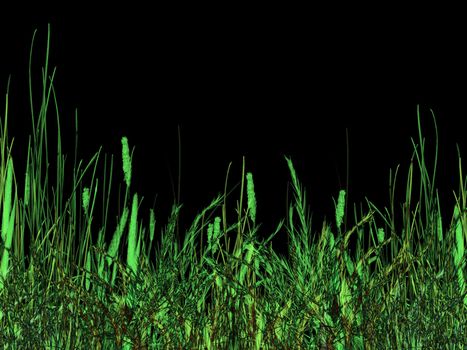 Green Grass At Night Illustration on Black Background
